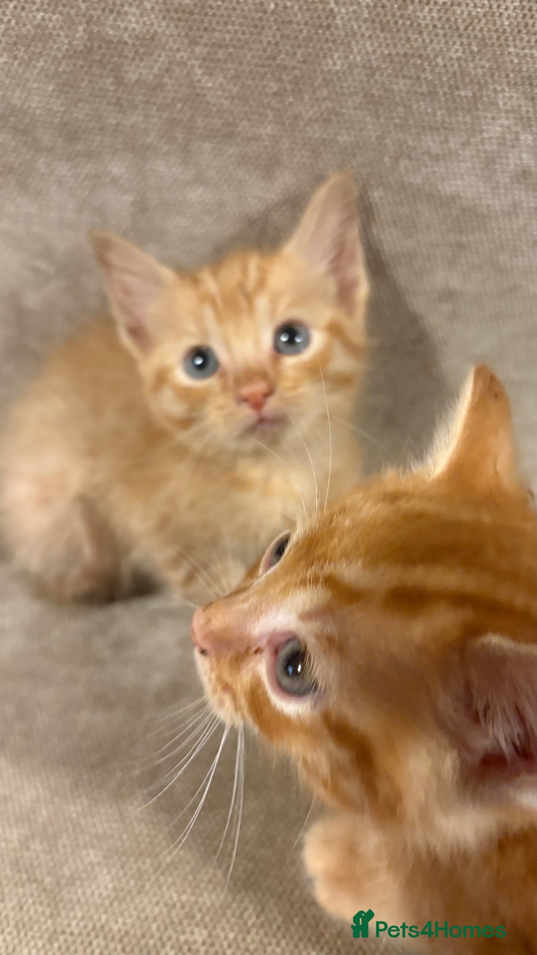 Mixed Breed cats for sale: Bengal cross male kittens  - Image 6