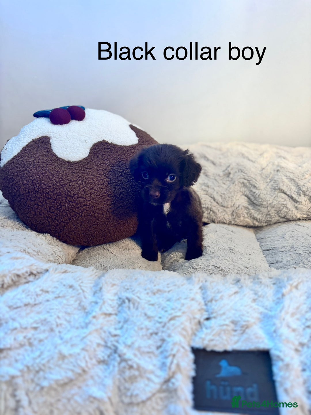 Sprocker dogs for sale: 🐾5 beautiful F1B sprocker spaniels - Advert 18