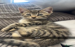 Mixed Breed cats for sale: 3 kittens urgently looking for new home  - Image 5