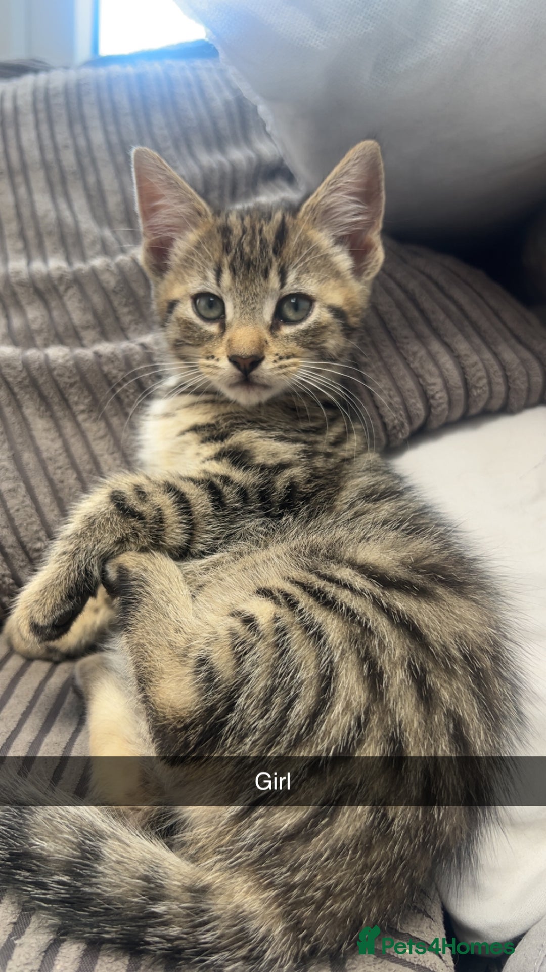Mixed Breed cats for sale: 3 kittens urgently looking for new home  - Image 5