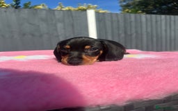 Miniature Dachshund dogs for sale: REDUCED‼️last male miniature dachshund pup🩵 - Image 5
