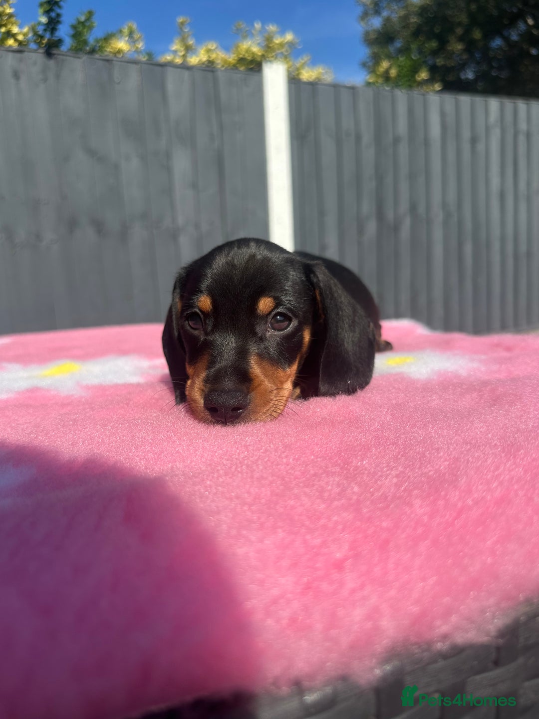Miniature Dachshund dogs for sale: REDUCED‼️last male miniature dachshund pup🩵 - Image 5