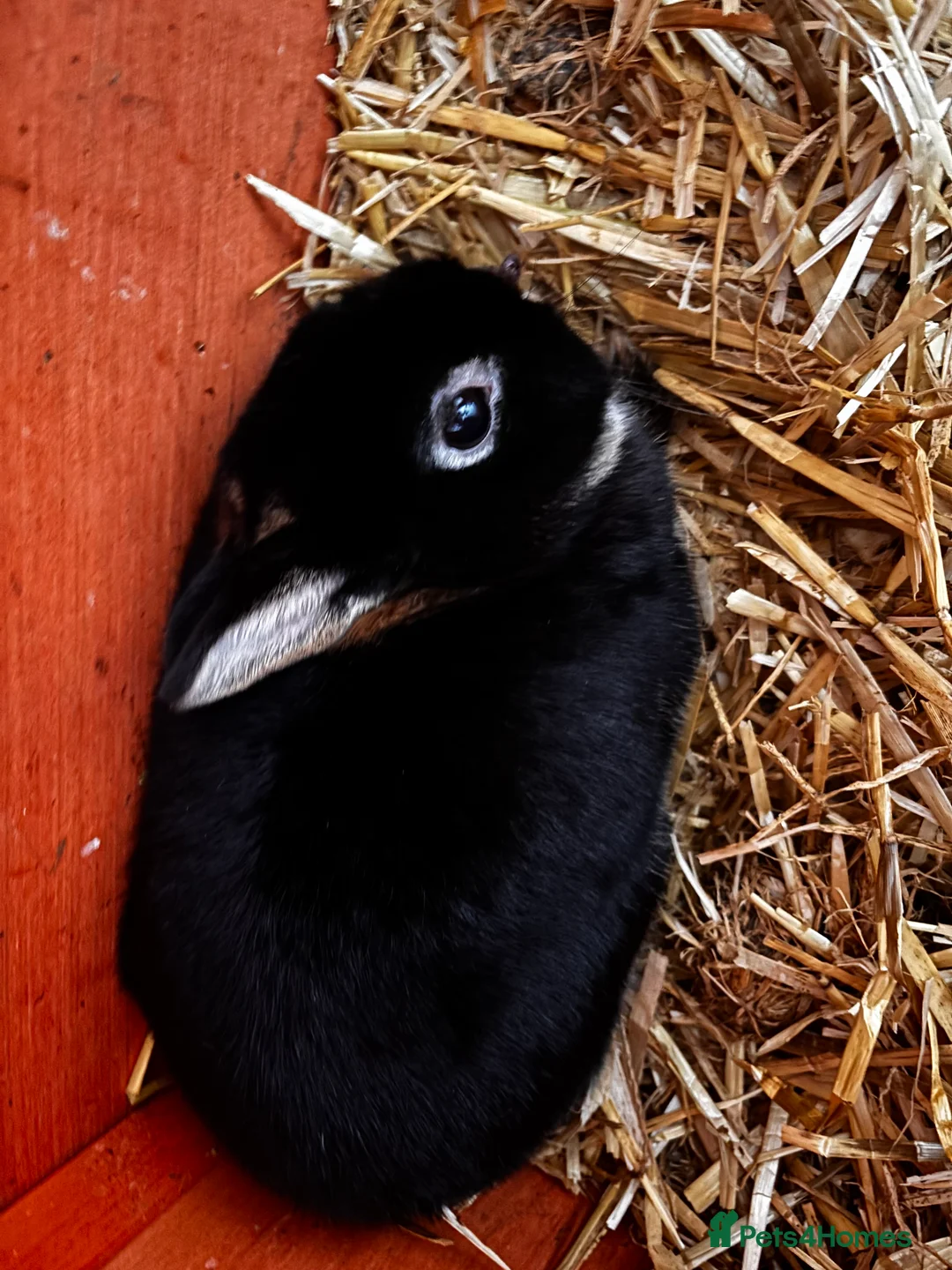 English rabbits for sale: Free rabbit  - Advert 1