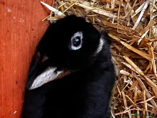 English rabbits Free rabbit - Advert 1