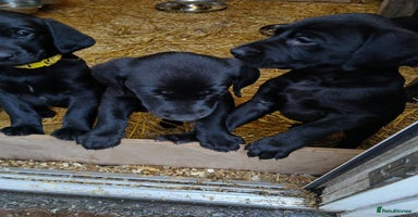 Labrador Retriever dogs - Advert 3