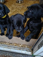 Labrador Retriever dogs - Advert 3