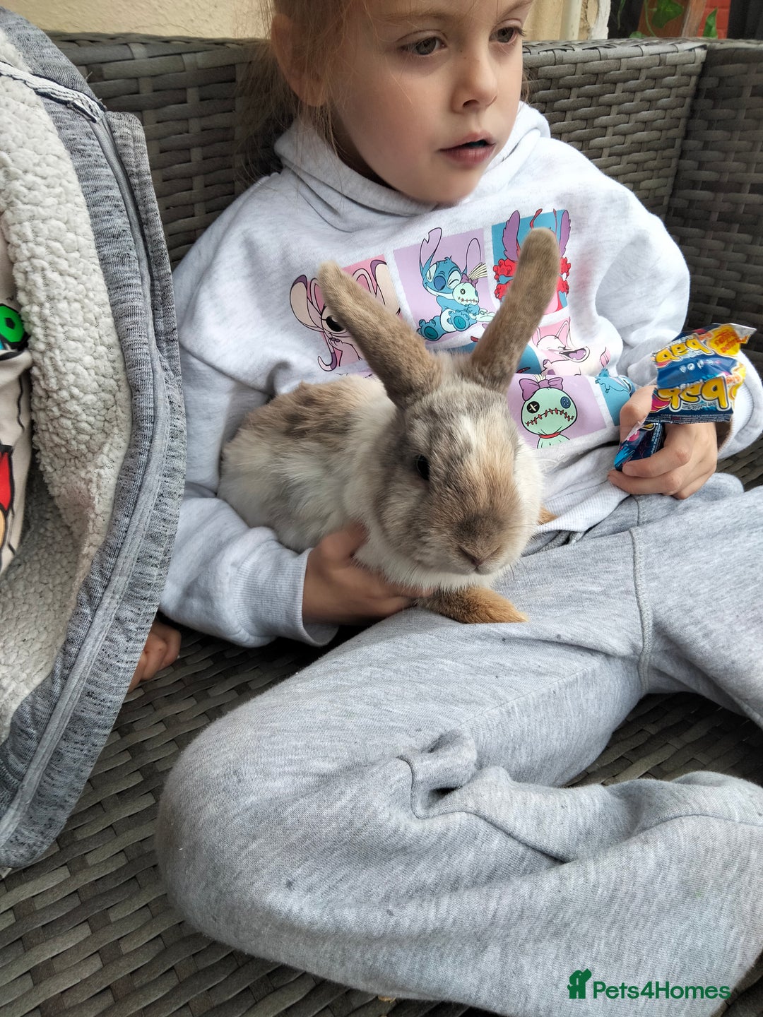Mini Lop rabbits for sale: Mini lop cross lion heads in Mansfield - Image 4