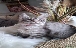Maine Coon cats for sale: MAINE COON XL purebred registered active - Image 1