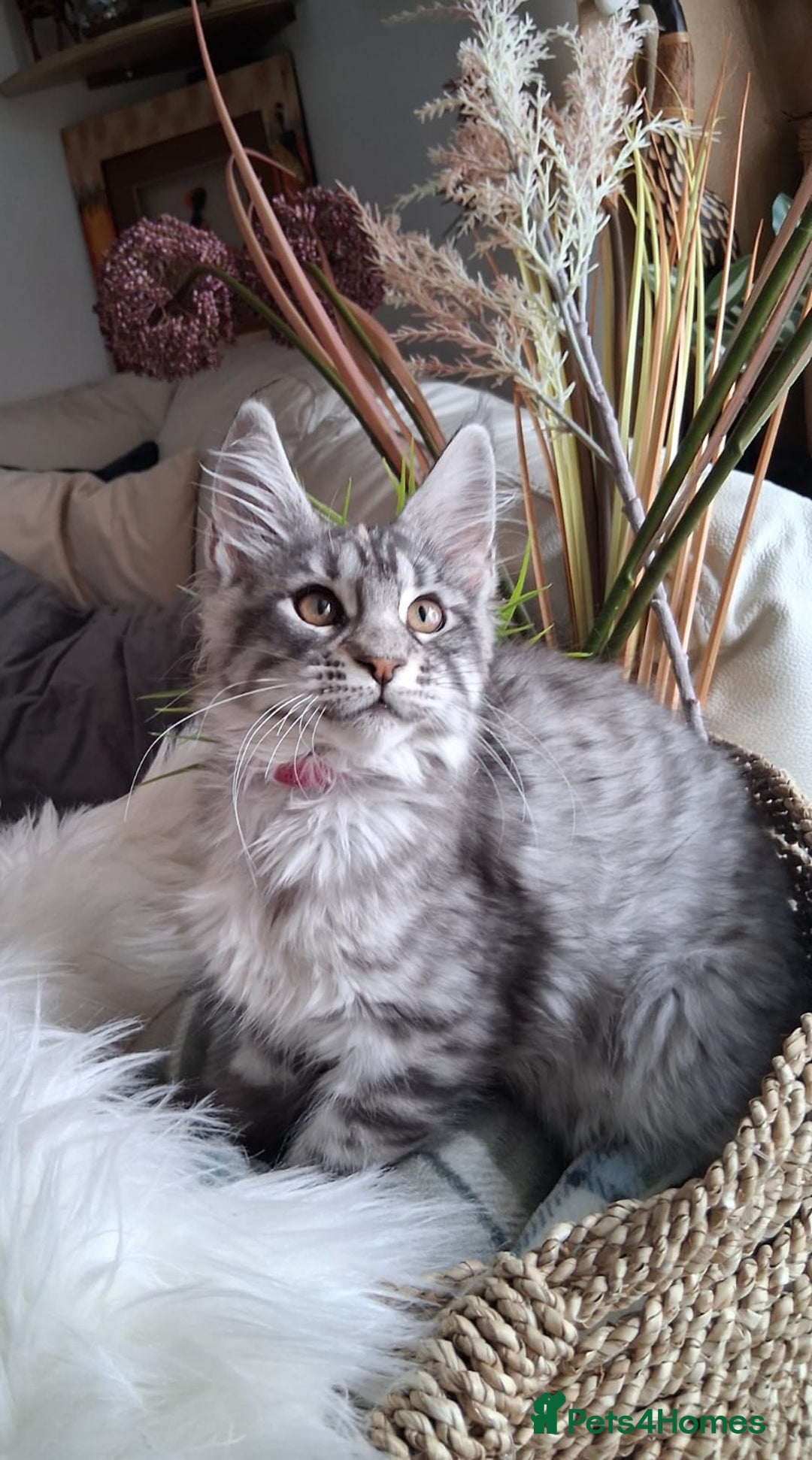 Maine Coon cats for sale: MAINE COON XL purebred registered active - Image 1