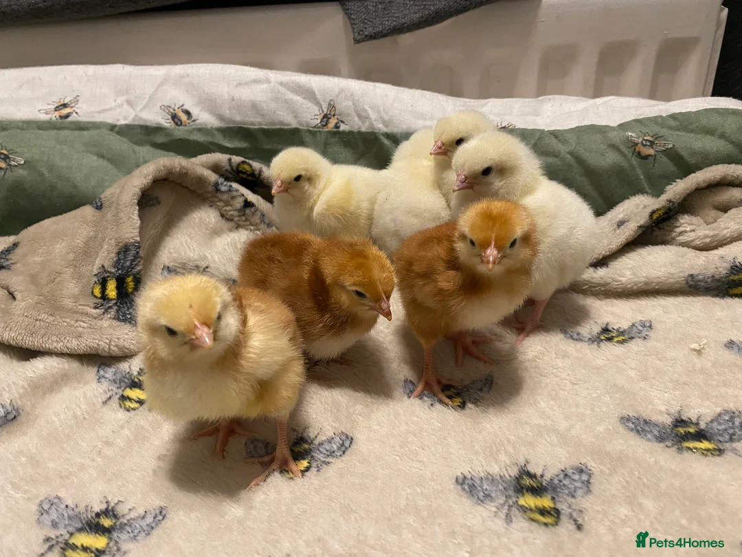 Chickens poultry for sale: Goldline chicks. Quail chicks. Pair of geese - Advert 6