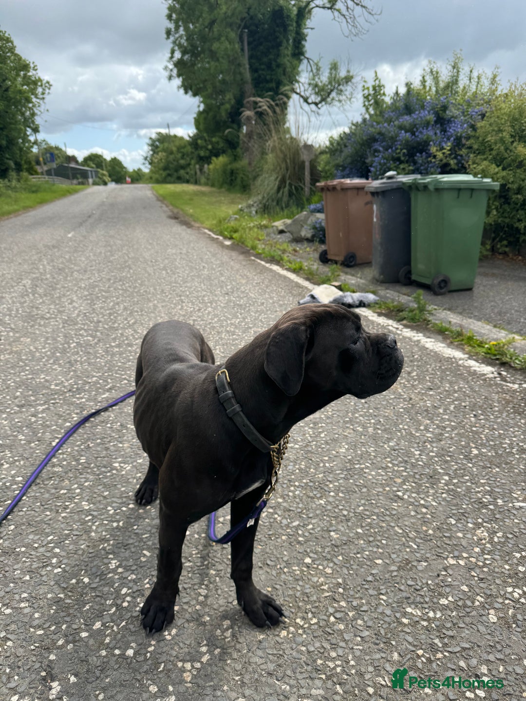 Cane Corso dogs for sale: Cane corso Female  - Advert 5