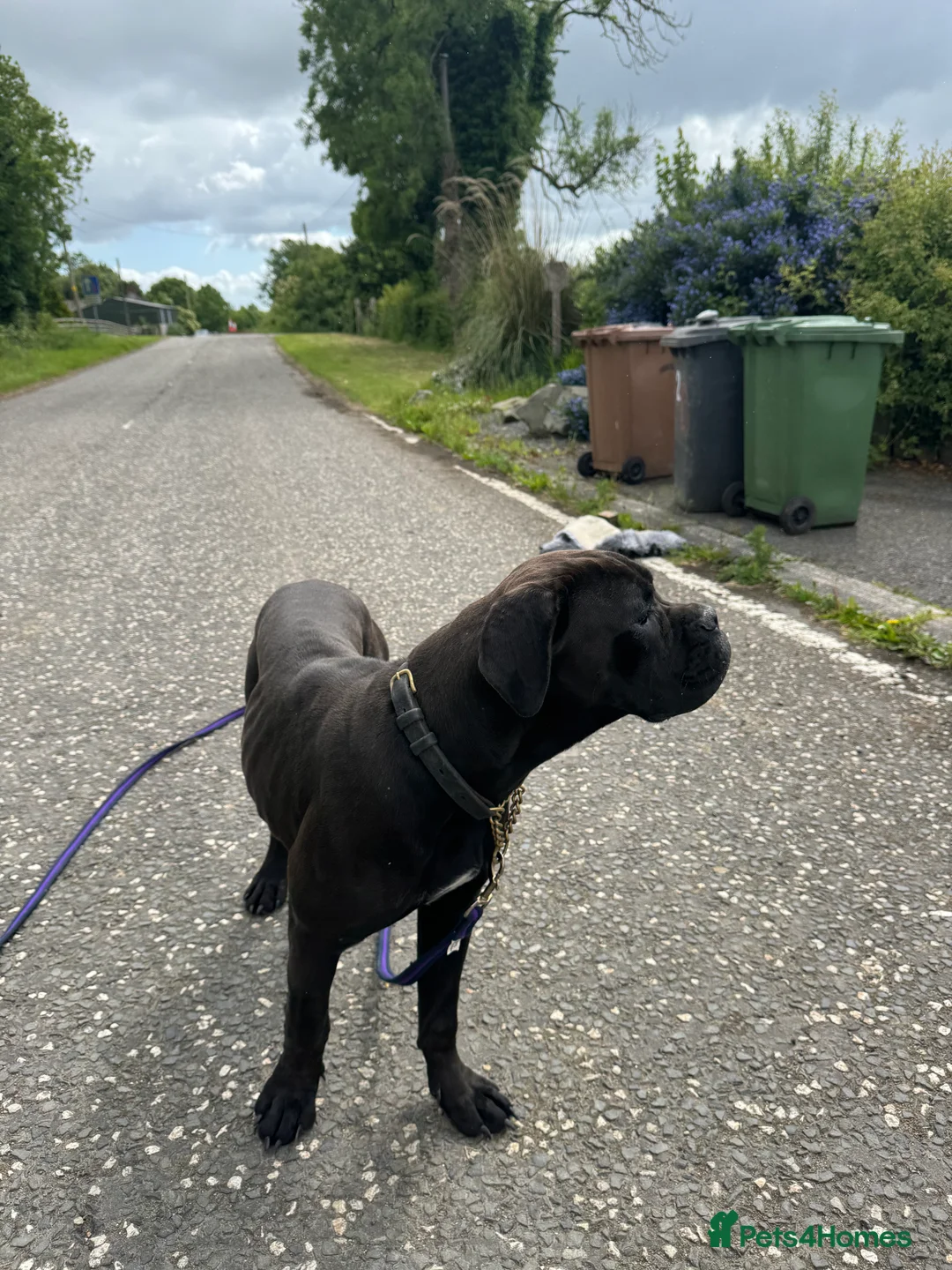 Cane Corso dogs for sale: Cane corso Female  - Advert 5