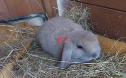 Mini Lop rabbits for sale: Mini lop for sale - Image 2