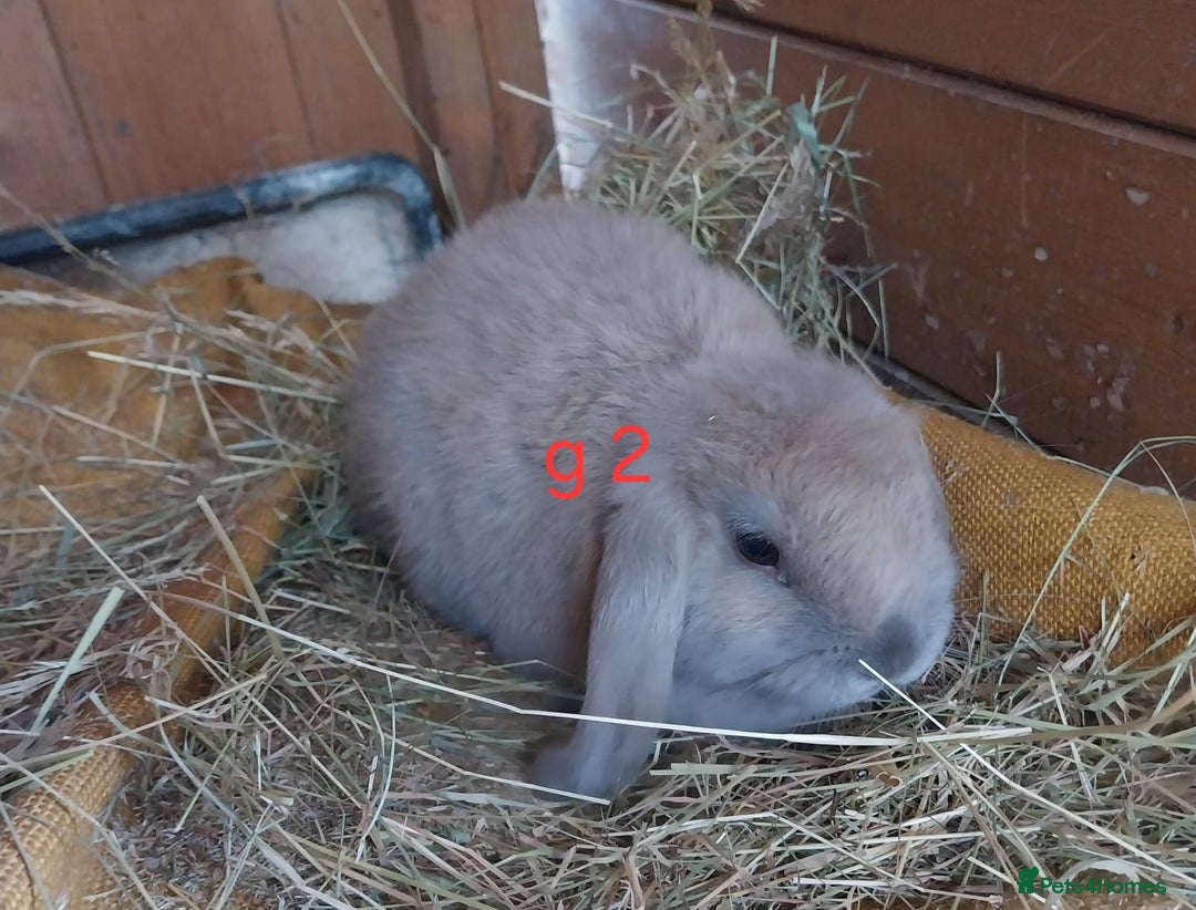 Mini Lop rabbits for sale: Mini lop for sale - Image 2