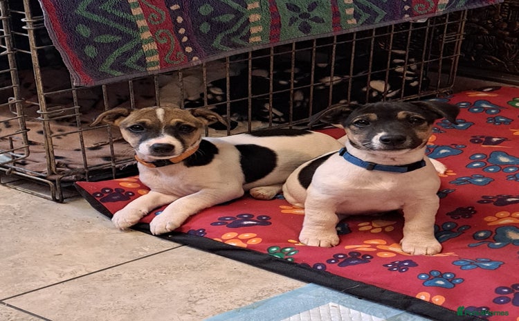 Jack Russell dogs - Advert 2