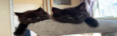Maine Coon 3
