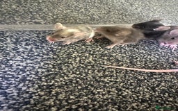 Mouse rodents for sale: Fancy mice  - Image 9