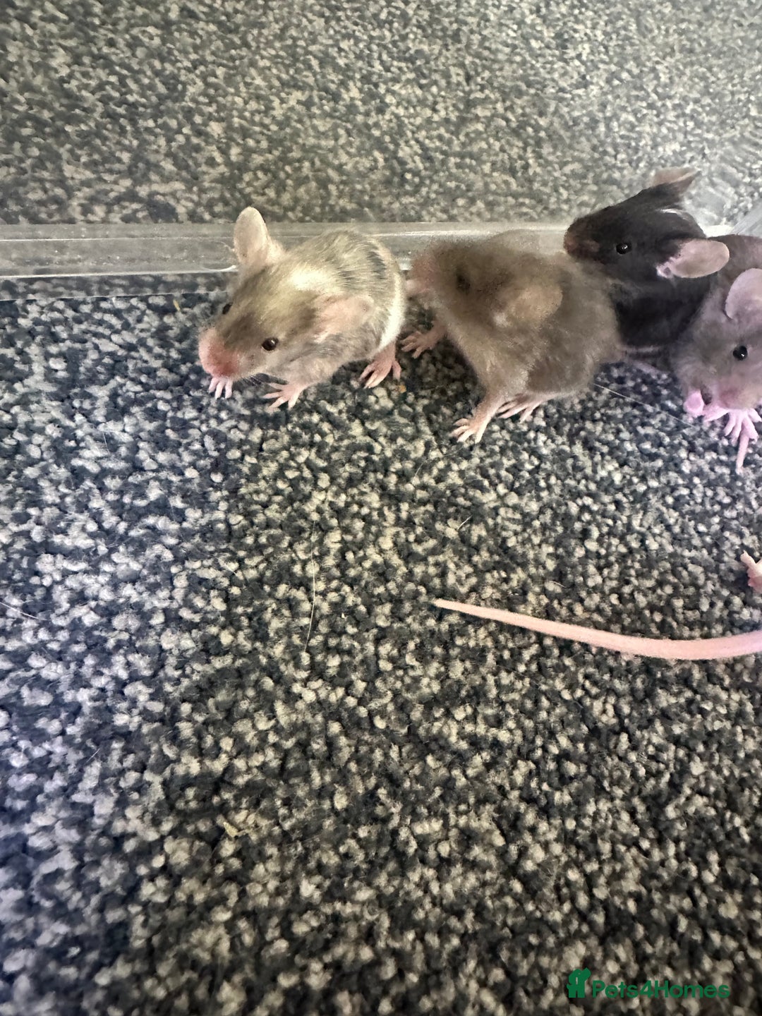 Mouse rodents for sale: Fancy mice  - Image 9