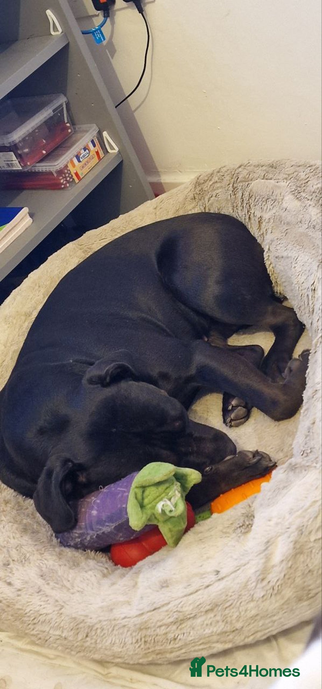 American Bulldog dogs for sale: Two loving dogs available due to medical issues - Advert 8