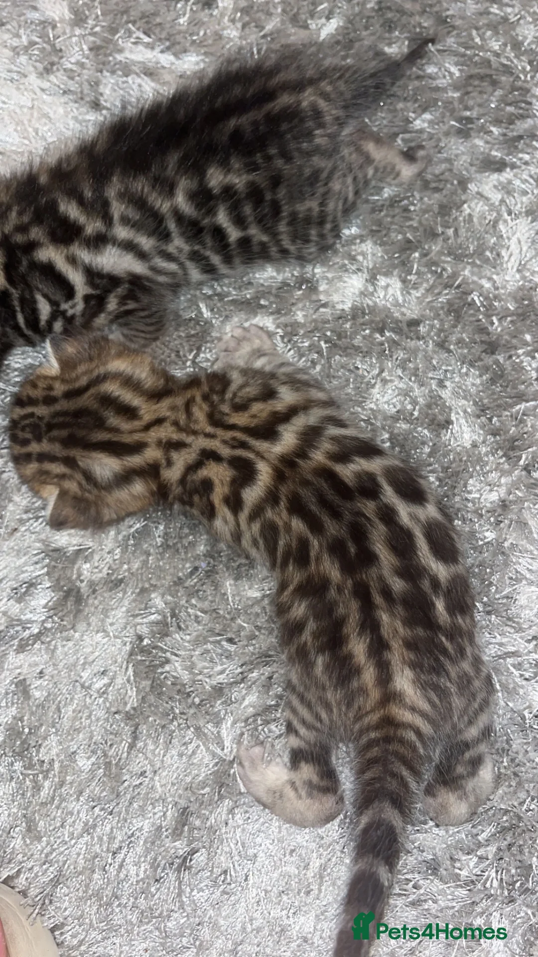 Bengal cats for sale: 2 sisters remaining ready magicalbengals ✨🧬 🐆 - Advert 20