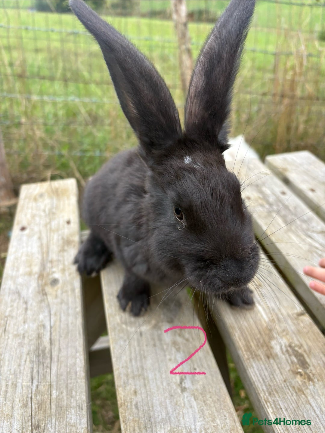 Continental Giant rabbits for sale: Pure breed very large Giant continental rabbits  - Image 7