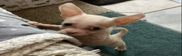 Chihuahua dogs for sale: Gorgeous tiny Chihuahua babies - Advert 24