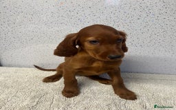 Irish Setter dogs for sale: Out standing litter of kc reg Irish setters - Image 20