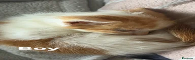 Mixed Breed 2