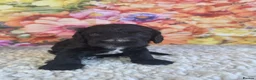 Sproodle dogs for sale: 🐶 Beautiful Sproodle Puppies For Sale 🐶 - Advert 9