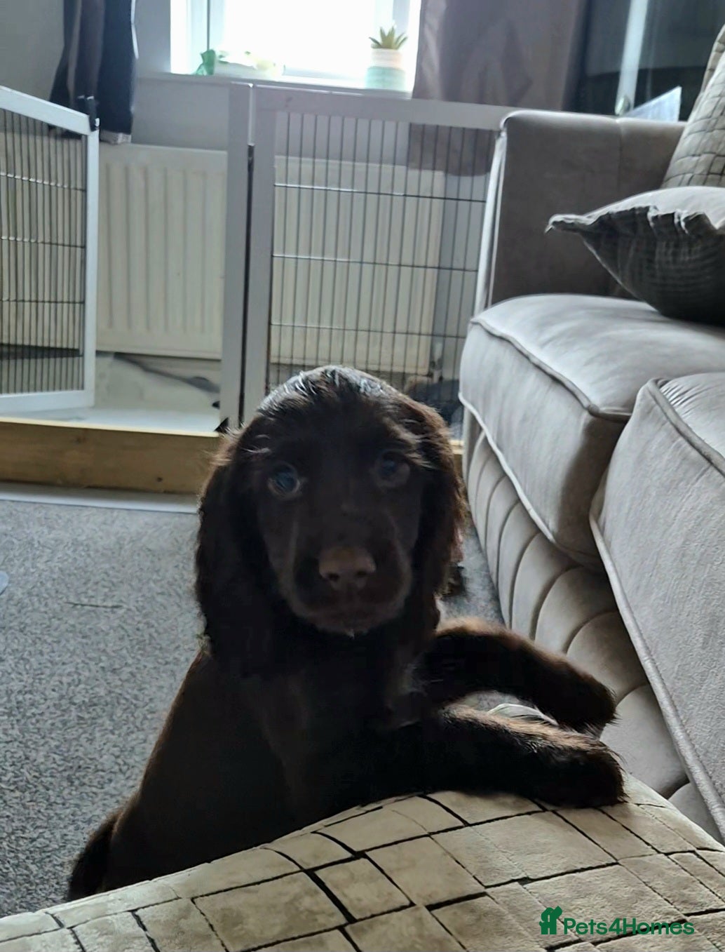 Cocker Spaniel dogs Beautiful Cocker-Spaniel pups for sale - Advert 2