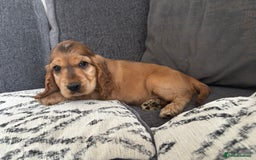 Cocker Spaniel dogs for sale: Beautiful show type cocker spaniel puppies - Image 14