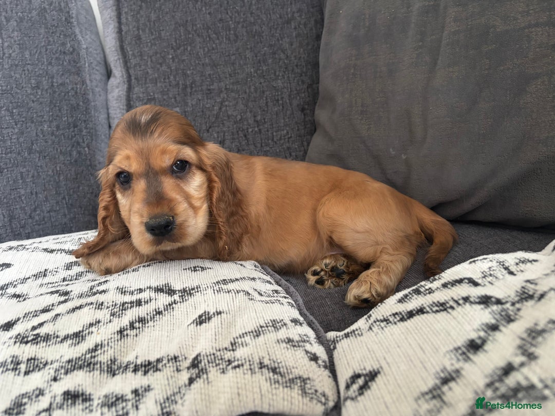 Cocker Spaniel dogs for sale: Beautiful show type cocker spaniel puppies - Image 14