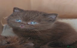 British Shorthair cats for sale: GCCF Chocolate British Shorthair kittens  - Image 8
