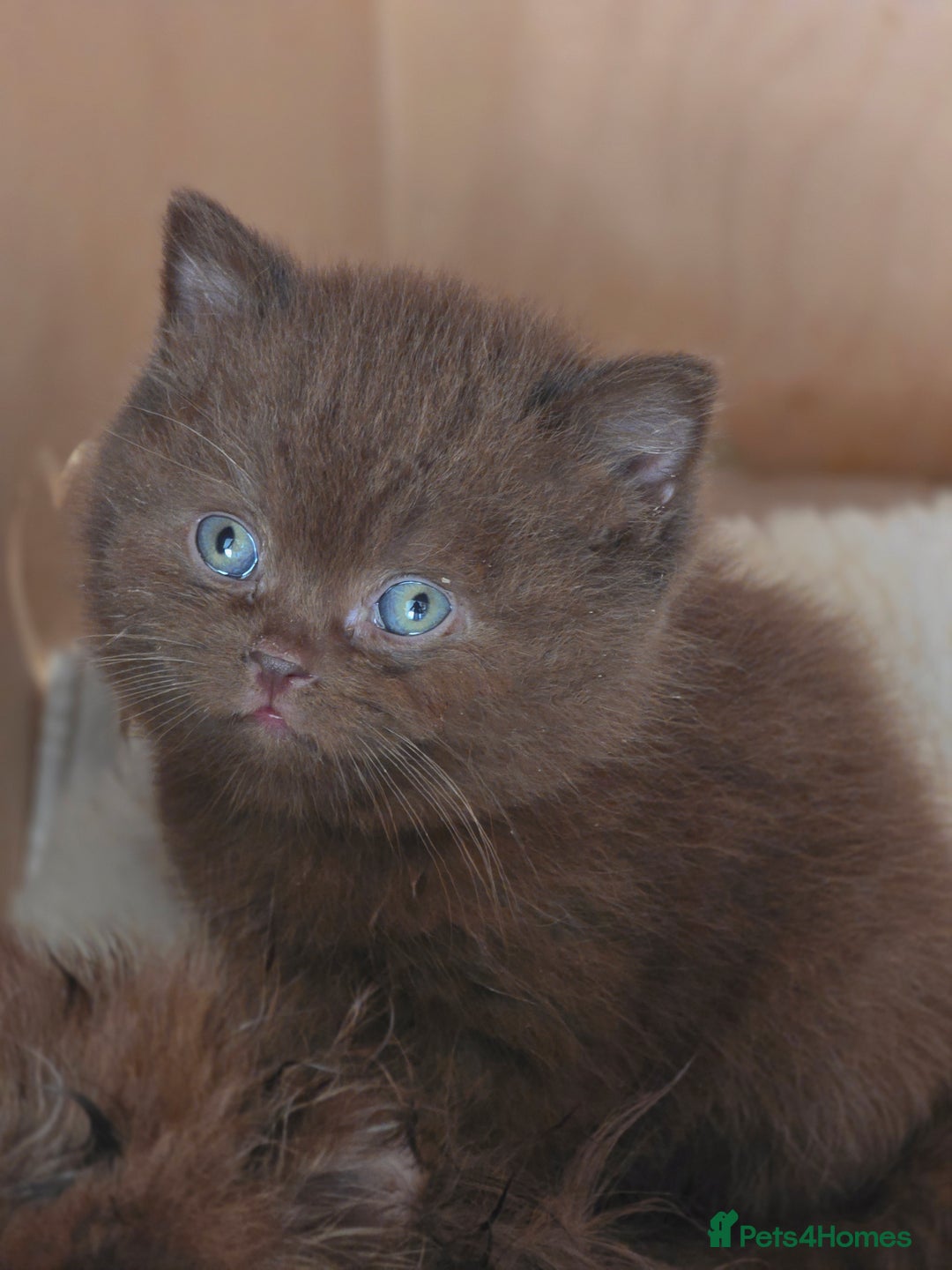 British Shorthair cats for sale: GCCF Chocolate British Shorthair kittens  - Image 8