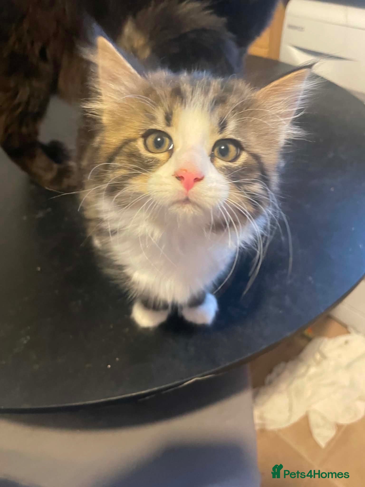 Mixed Breed cats Long and short haired tabby kittens  - Advert 3