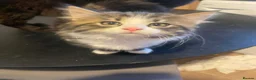 Mixed Breed cats for sale: Long and short haired tabby kittens  in Camborne - Advert 1