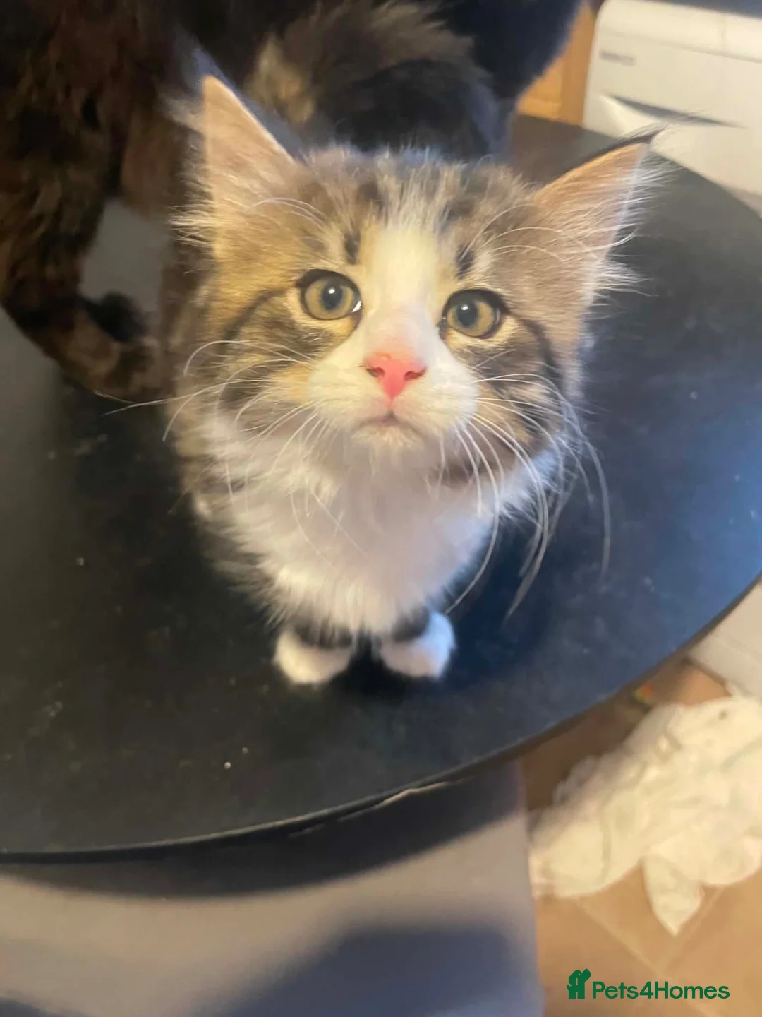Mixed Breed cats for sale: Long and short haired tabby kittens  in Camborne - Advert 1