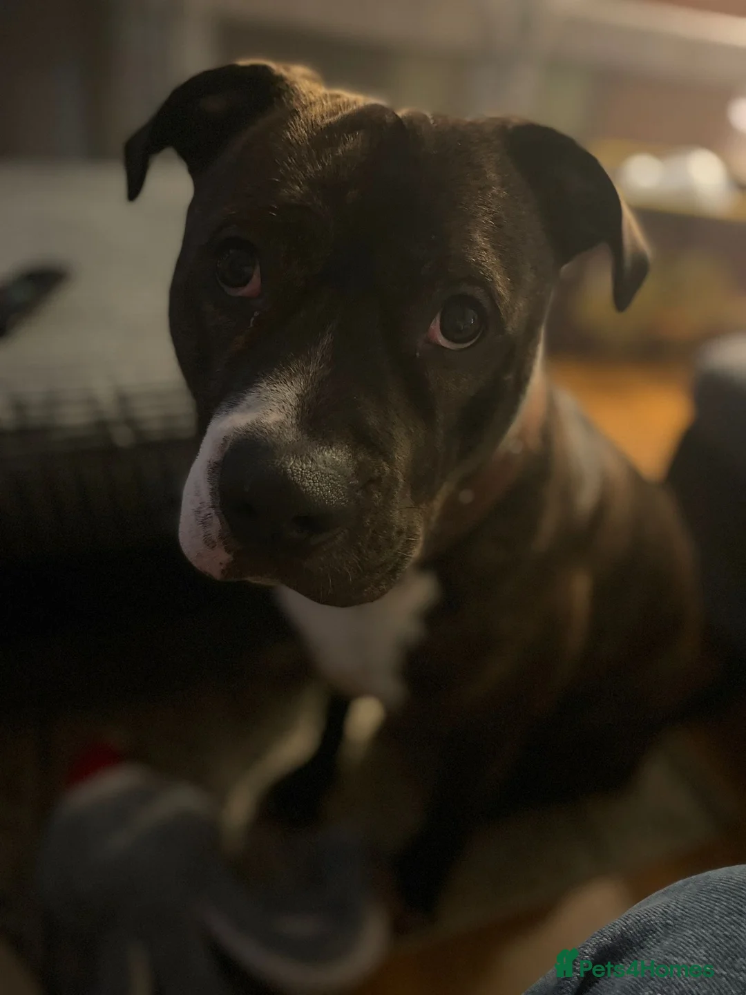 Staffordshire Bull Terrier dogs for sale: Chance is looking for his forever home - Advert 2