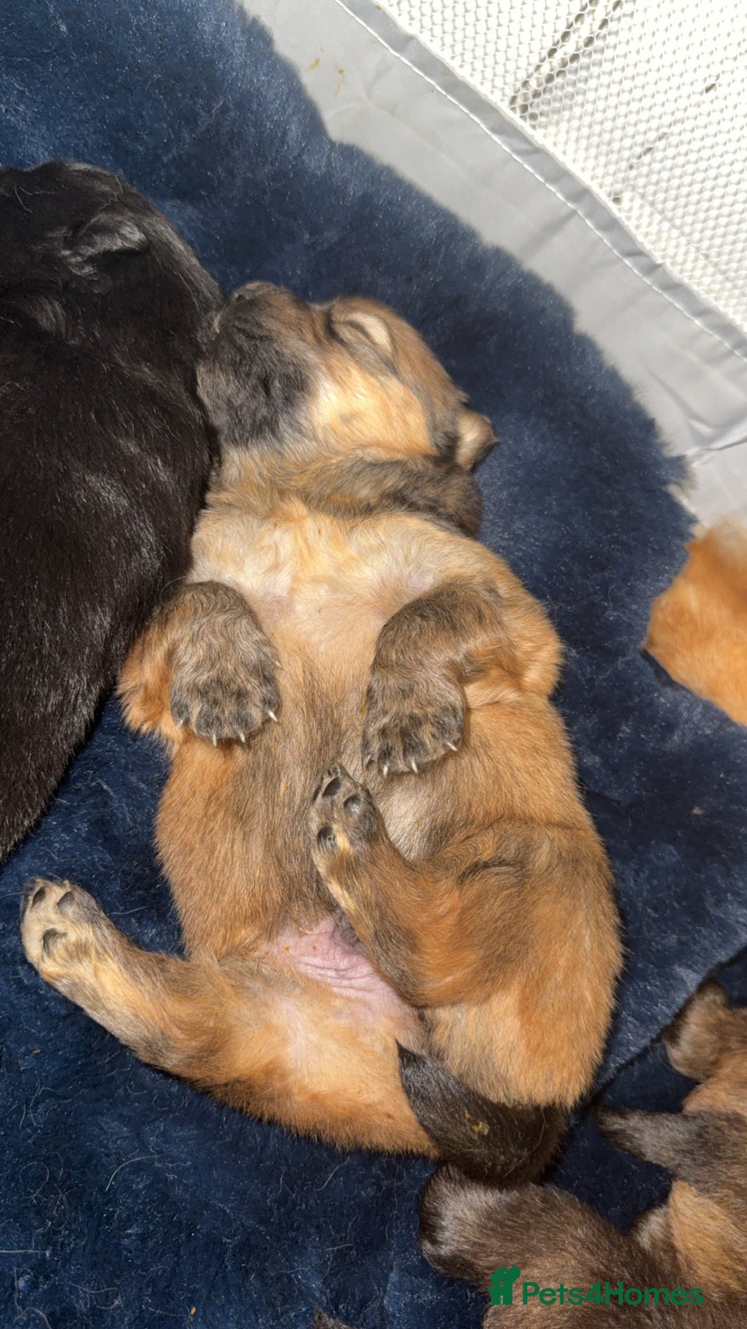 Chow Chow dogs for sale: Chow chow puppies  - Advert 15