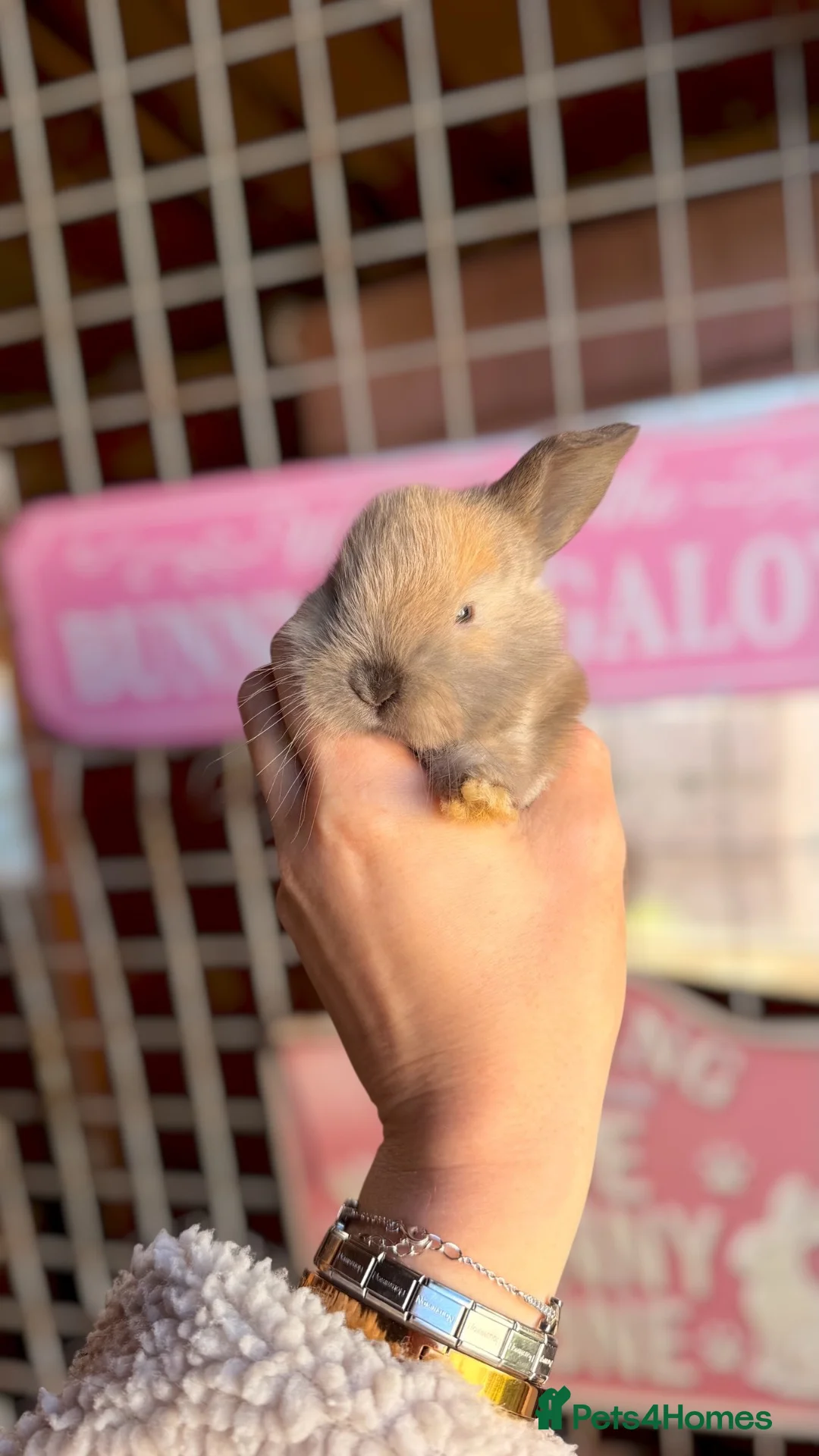Mini Lop rabbits for sale: Mini Lop Rabbits - Advert 7