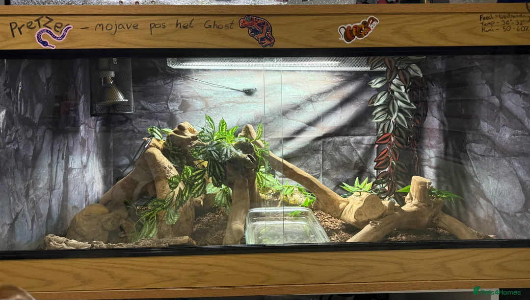 Snake reptiles for sale: Mohave snake - Advert 2