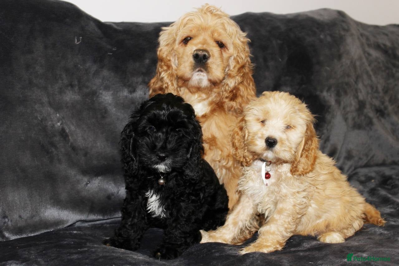 Cockapoo dogs American cockapoo from health tested parents - Advert 1
