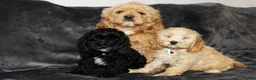 Cockapoo dogs for sale: American cockapoo from health tested parents - Advert 1
