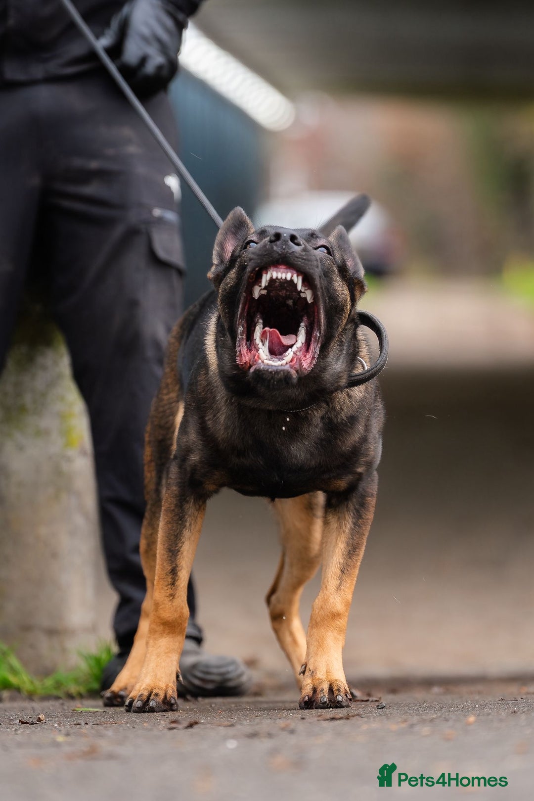 Belgian Shepherd Dog dogs for sale: Herder Bones 🦴 - Advert 6