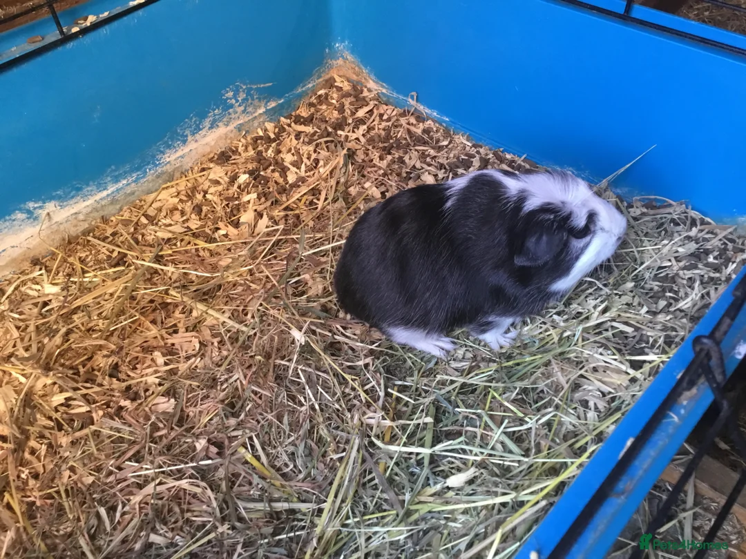 Guinea Pig rodents for sale: Mum and daughter and baby male ready now  - Advert 2