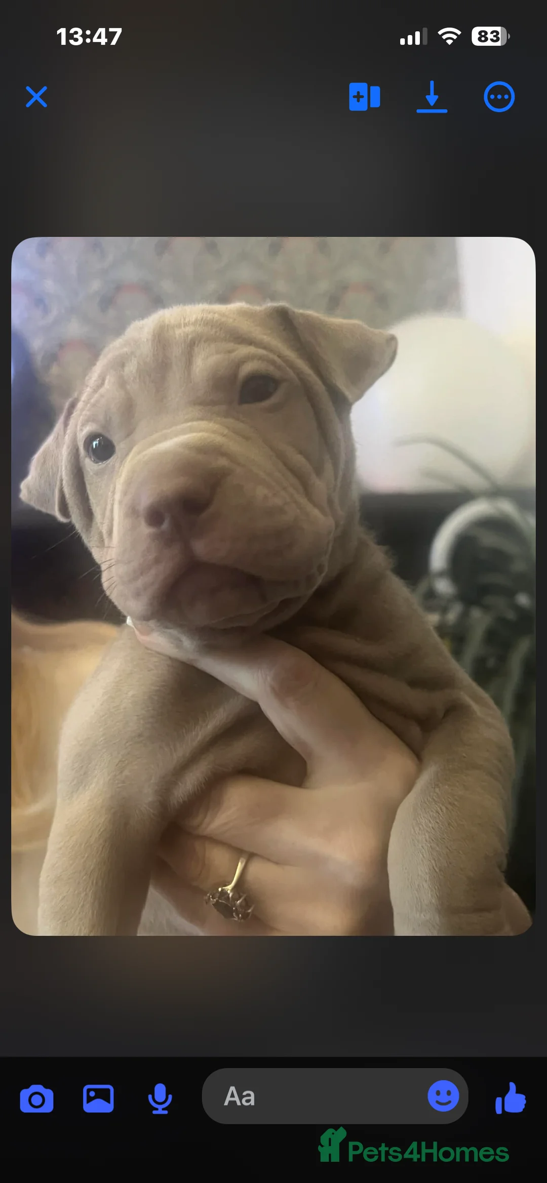 Mixed Breed dogs for sale: Shar pei x pocket bully - Advert 19