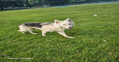 German Shepherd dogs - Advert 16