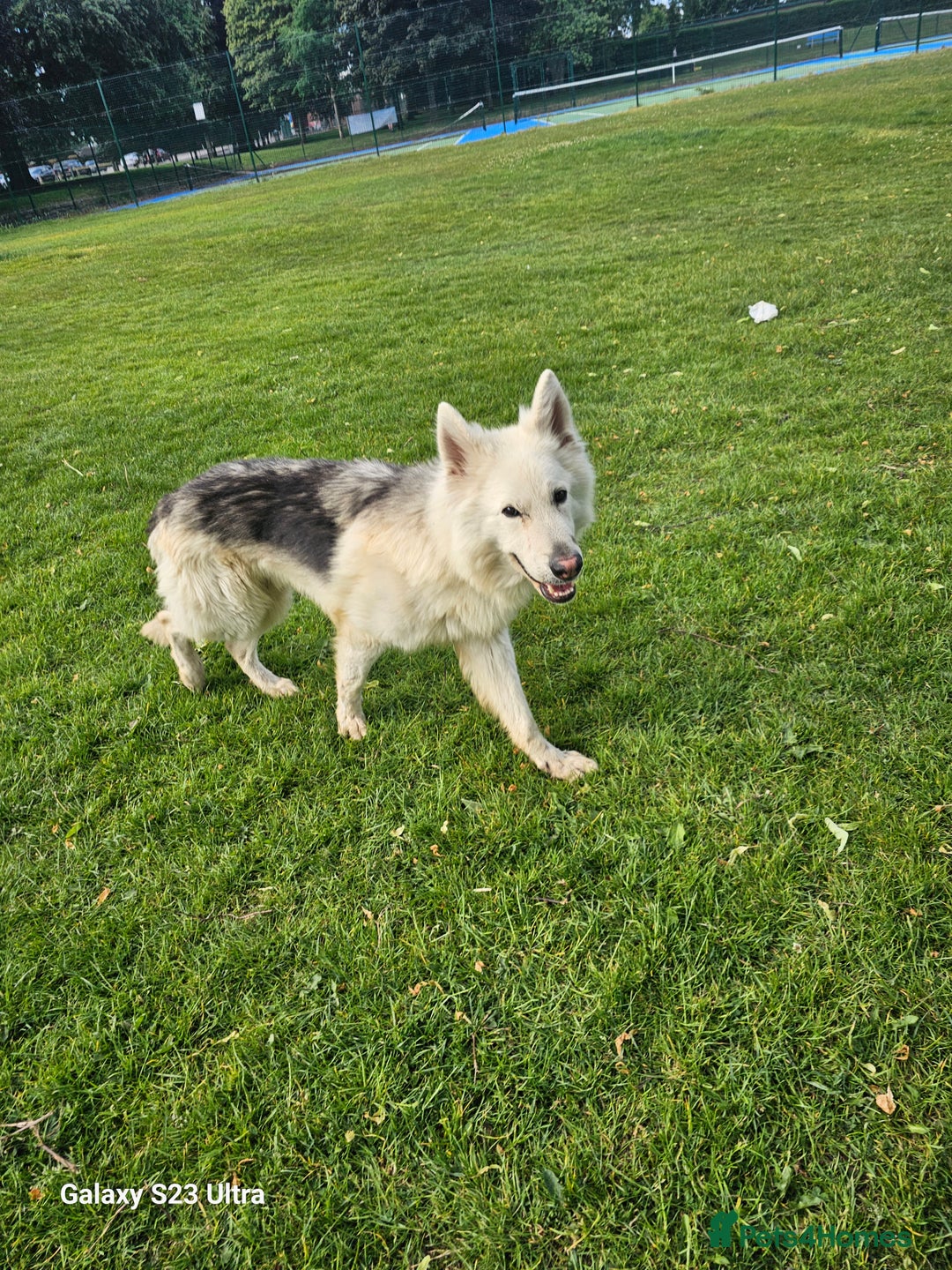 German Shepherd dogs for sale: Kc registered German shepherd  - Image 2