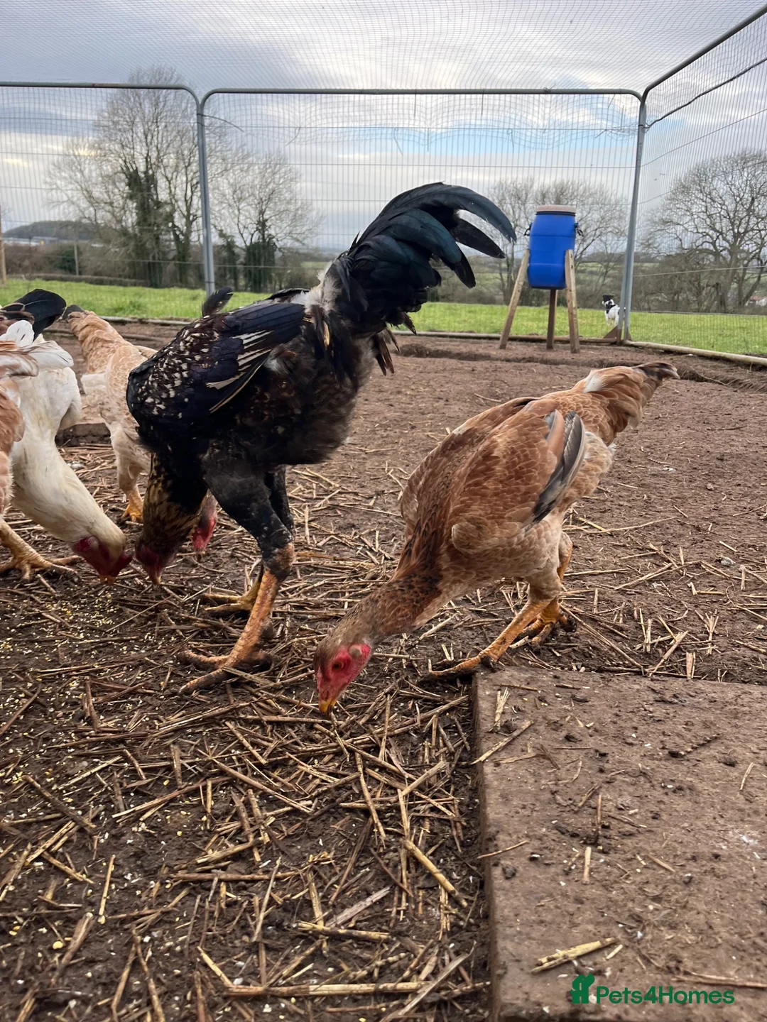 Chickens poultry for sale: Indio Gigante *Portuguese bloodlines* Rare in Caldicot - Advert 2