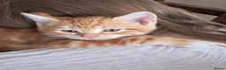 Mixed Breed cats for sale: Rare beautiful ginger tabby girl in Harlow - Advert 28
